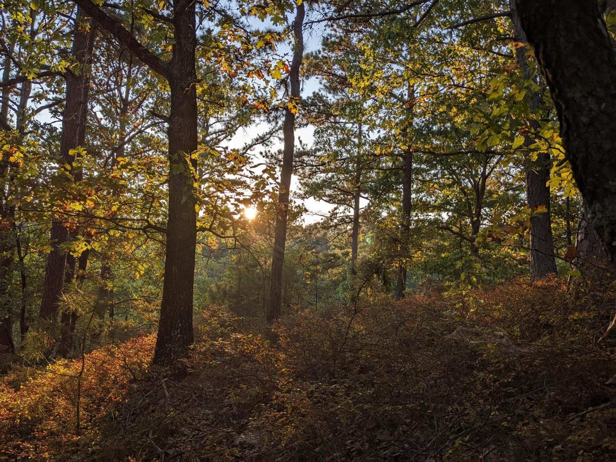 Loblolly Pines Adventure Cabin 4 King Юрика Спрингс Экстерьер фото